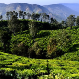 Exploring the Best Hotels and Resorts in Munnar